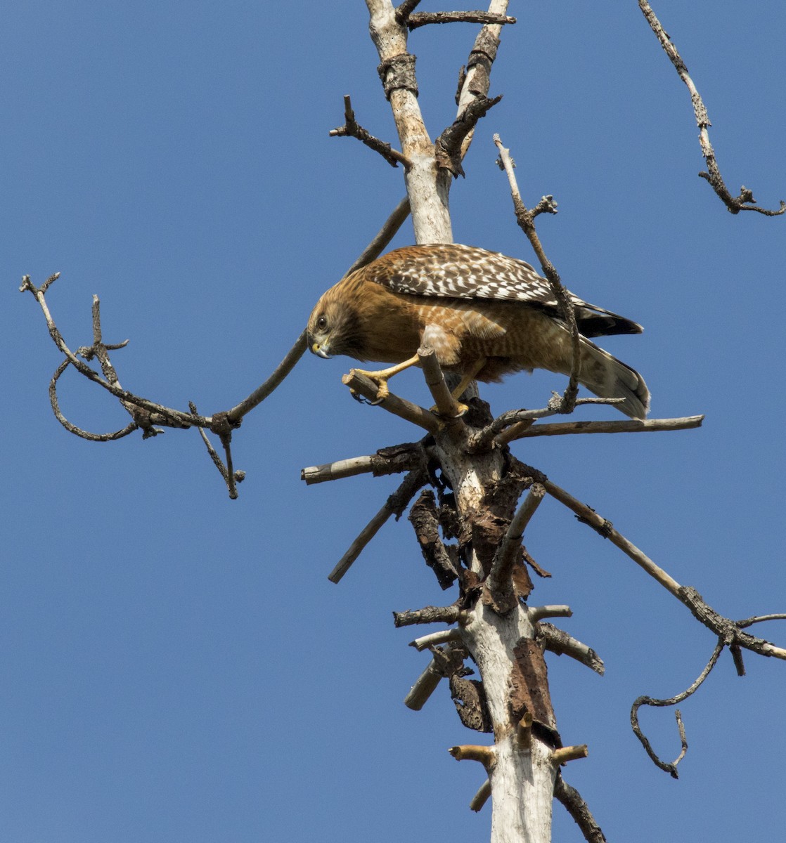 Red-shouldered Hawk - ML214458231