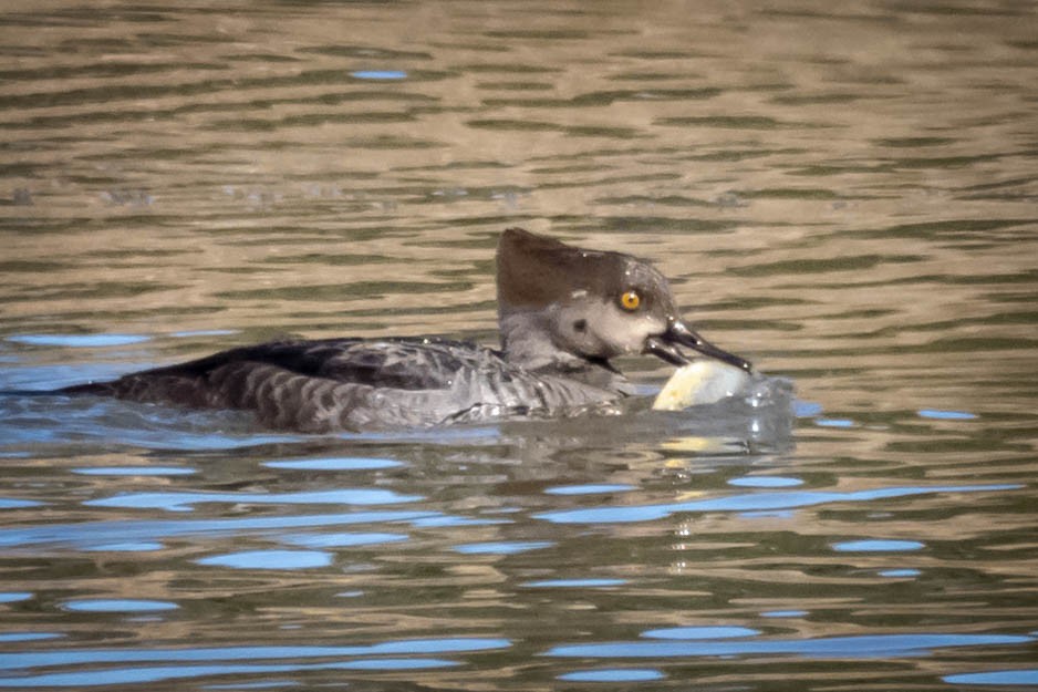 Hooded Merganser - Michael Conner