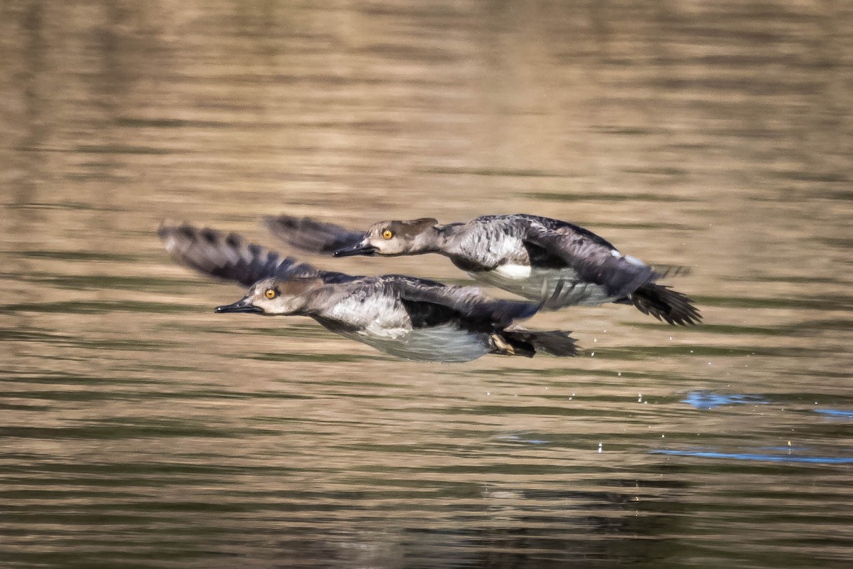 Hooded Merganser - Michael Conner