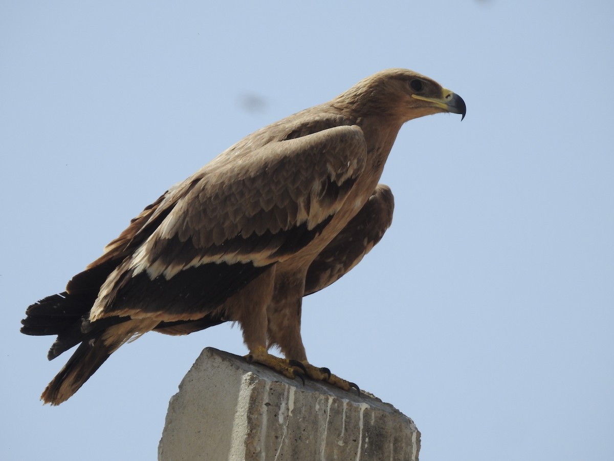 Steppe Eagle - ML214459131