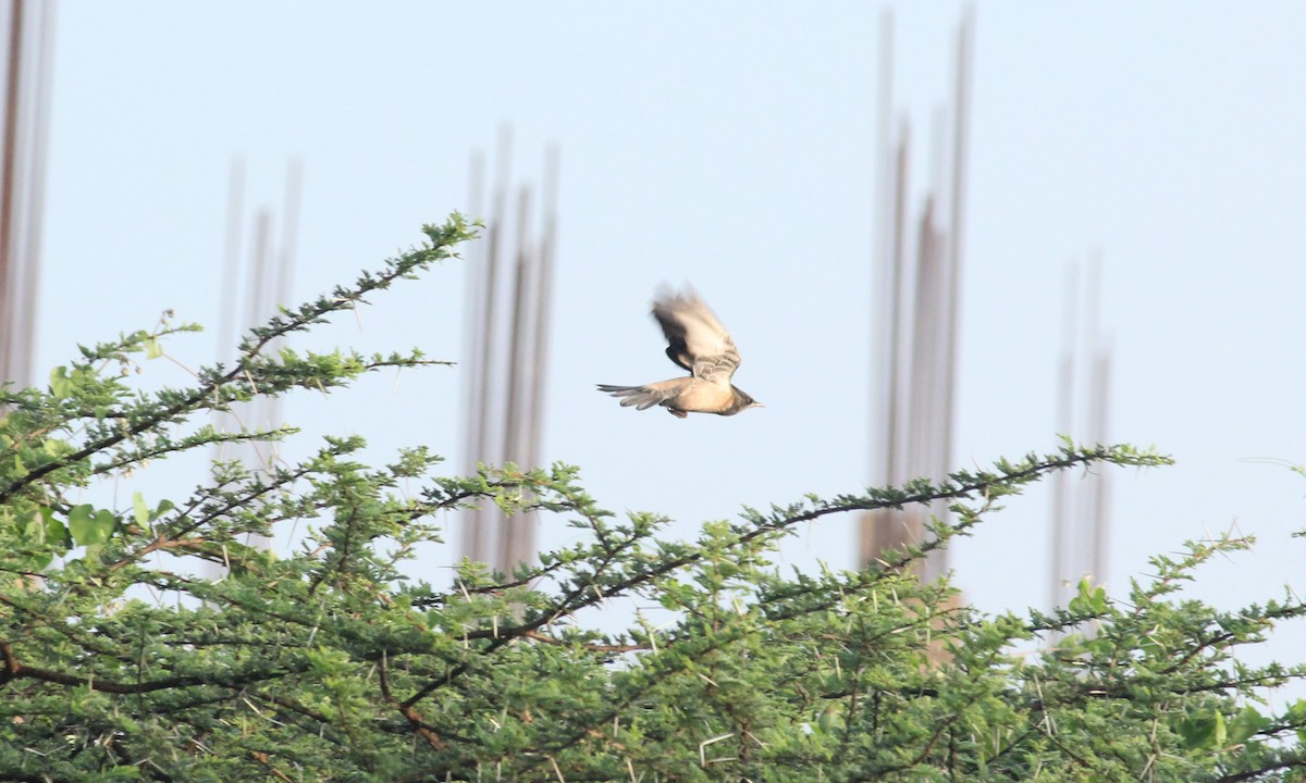 Rosy Starling - Shanmugam Kalidass