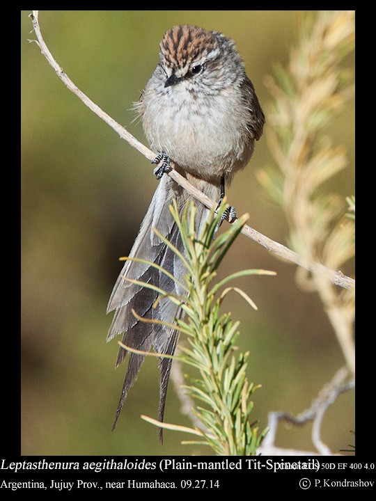 Plain-mantled Tit-Spinetail - ML214463151