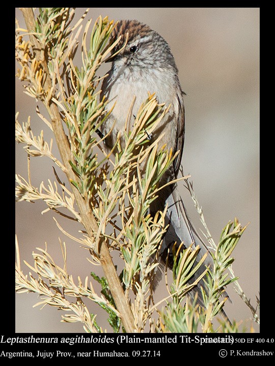 Plain-mantled Tit-Spinetail - ML214463161