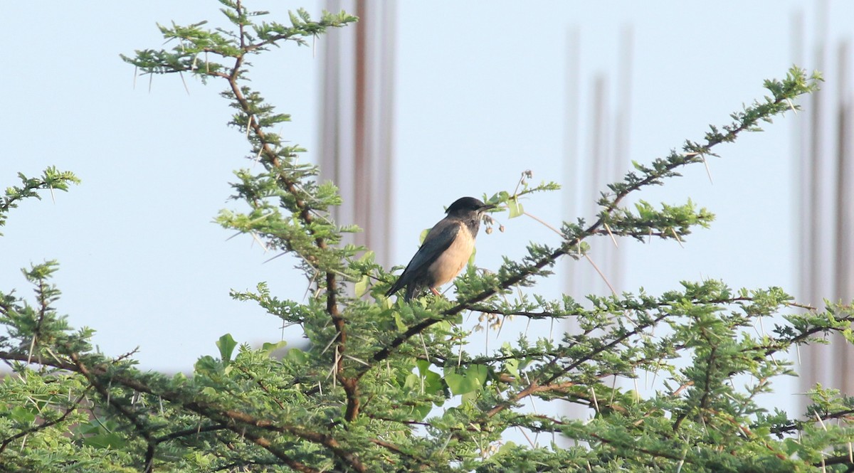 Rosy Starling - Shanmugam Kalidass