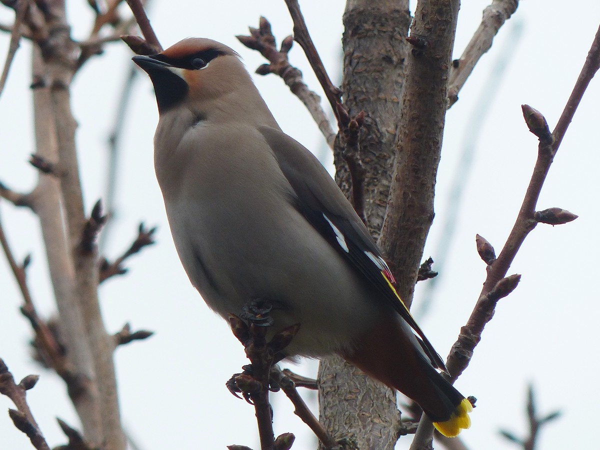 Buztanori boreala - ML214465091