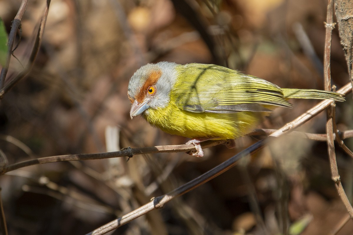 Rufous-browed Peppershrike - ML214467471