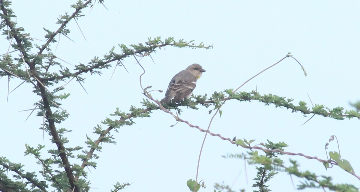 Yellow-throated Sparrow - Shanmugam Kalidass