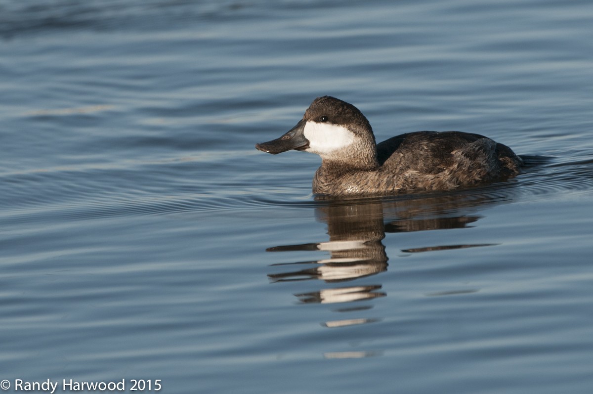 Ruddy Duck - ML21446821