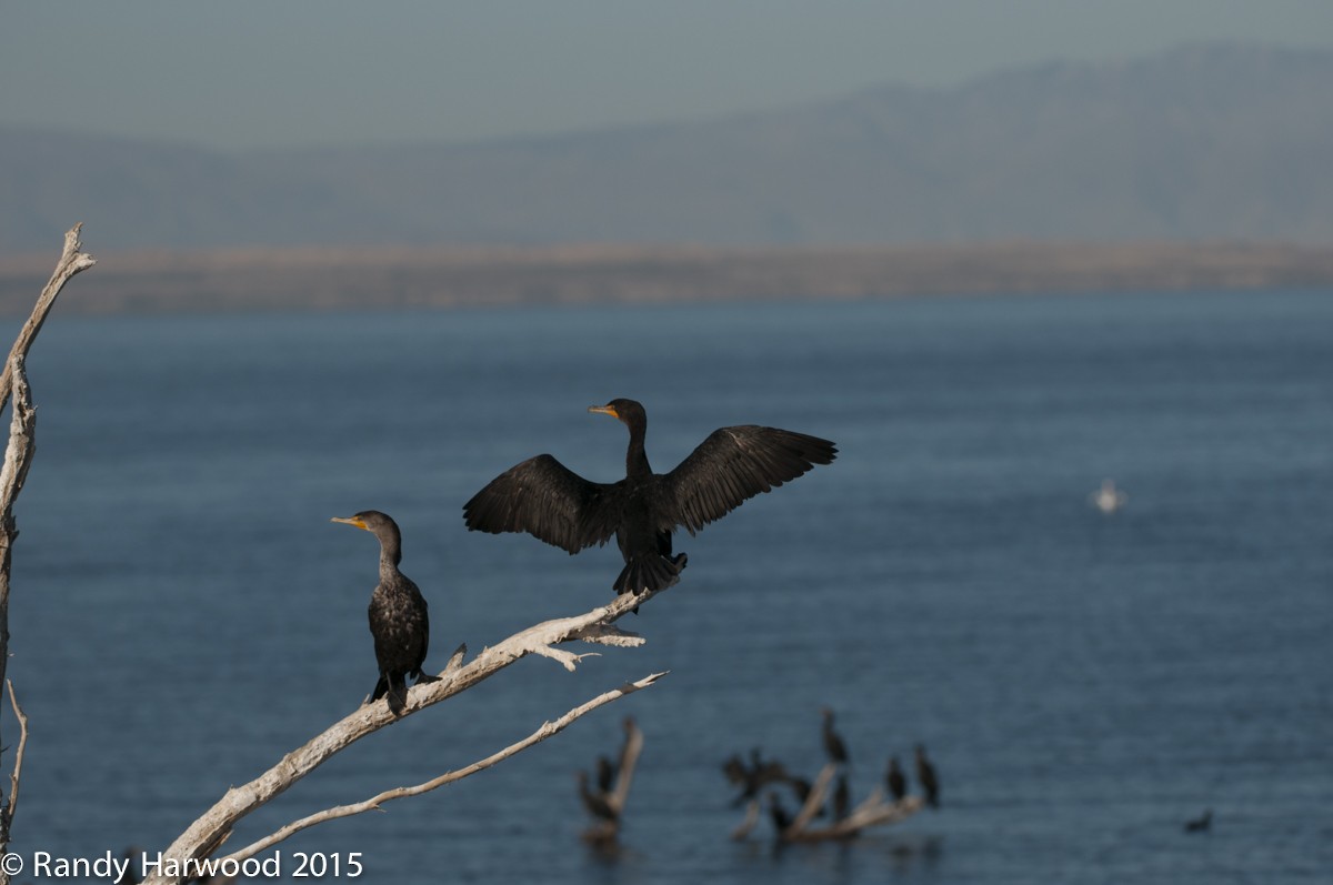 Cormoran à aigrettes - ML21447001