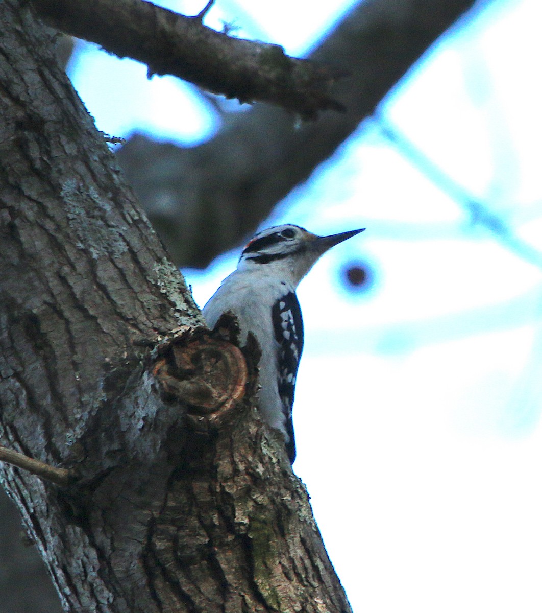 Hairy Woodpecker - ML214471791