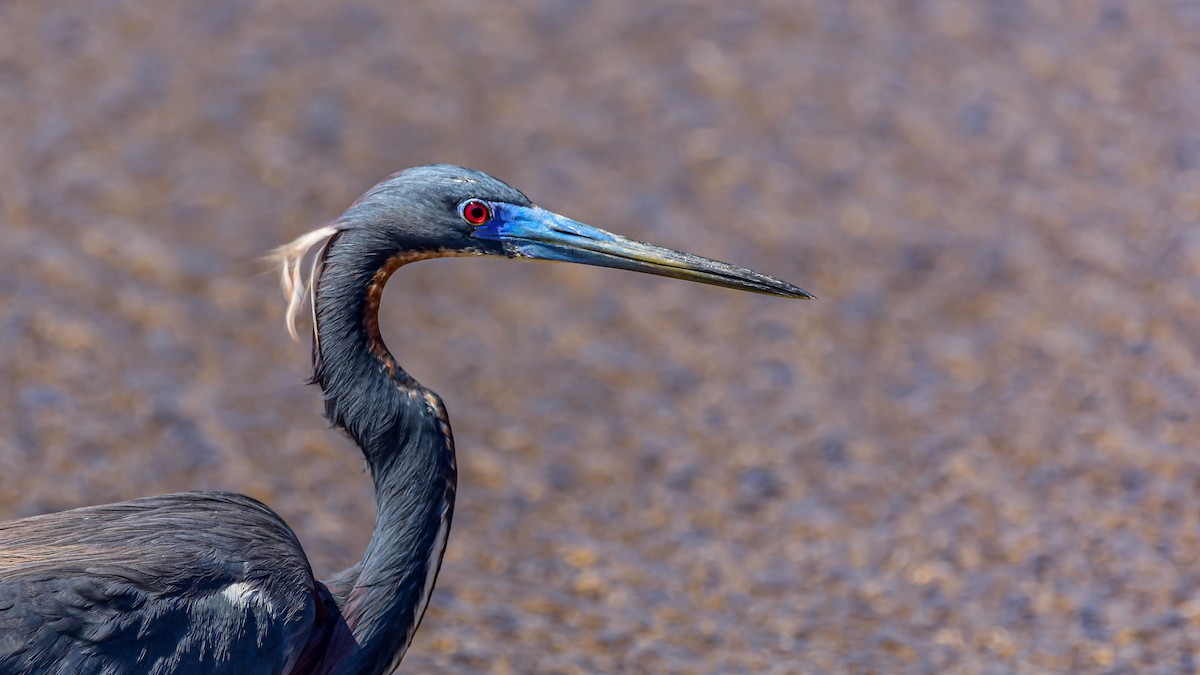 Tricolored Heron - ML214472251