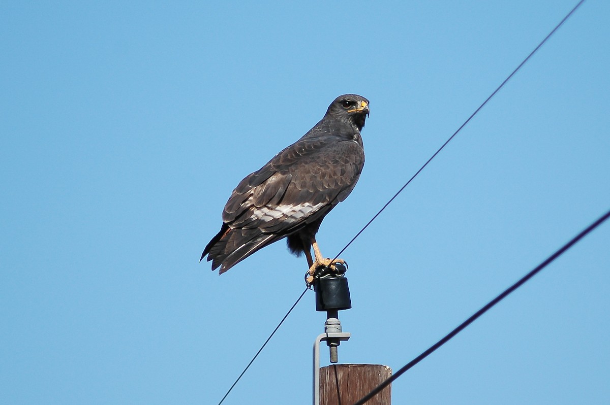 Jackal Buzzard - ML214473261