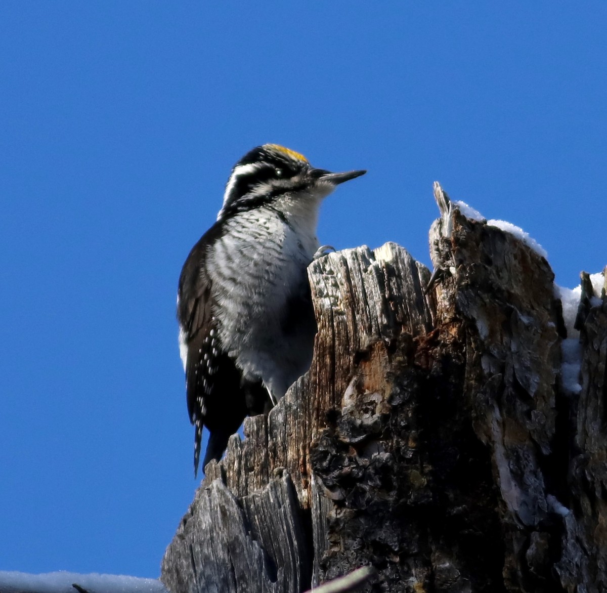 American Three-toed Woodpecker - ML214473511