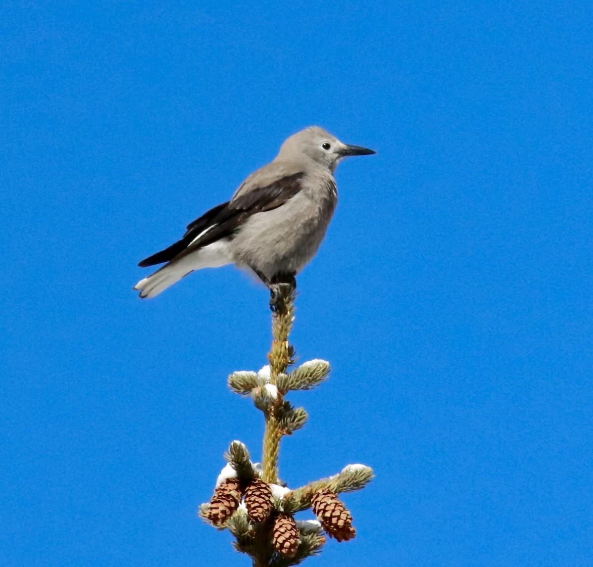 Clark's Nutcracker - ML214473571