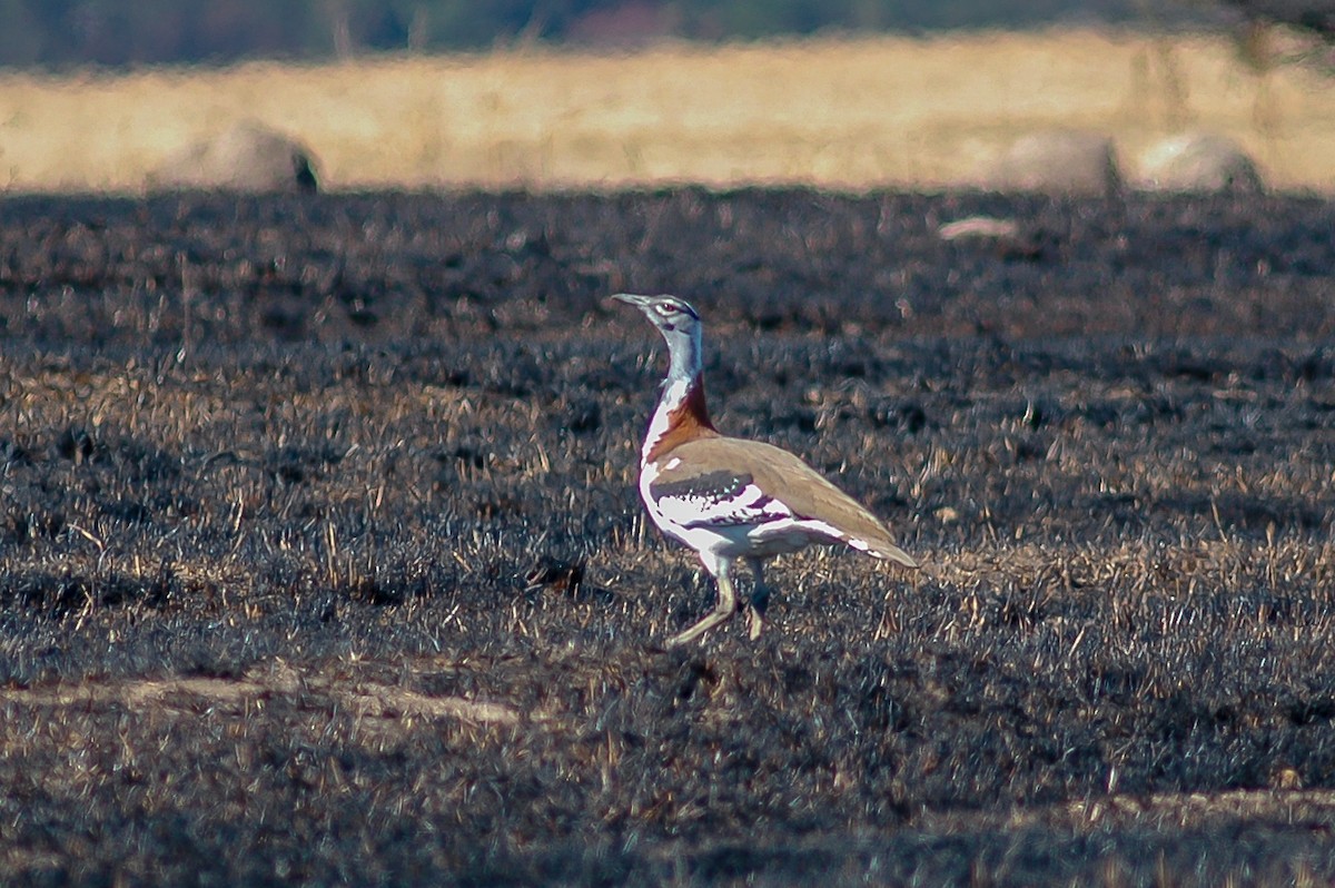 Denham's Bustard (Stanley's) - ML214473801