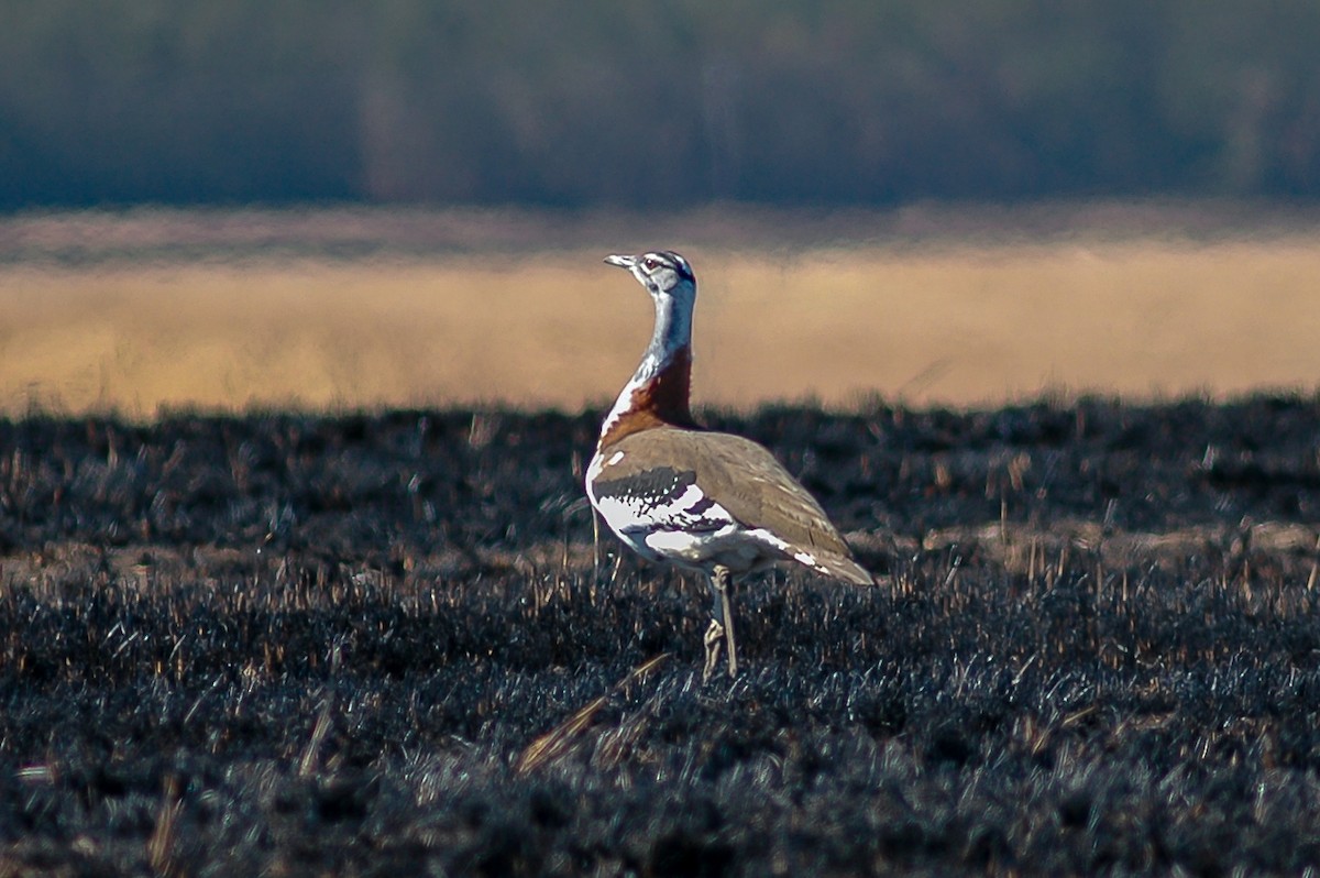 Denham's Bustard (Stanley's) - James Kennerley