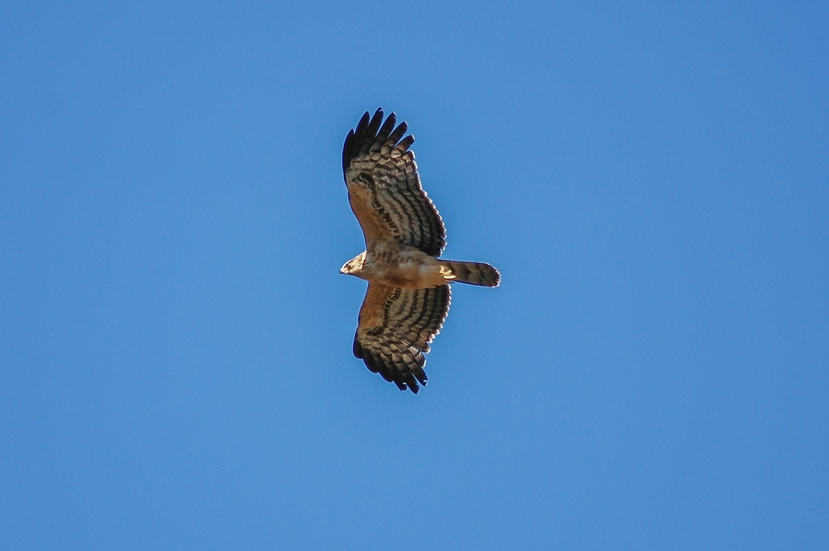 African Harrier-Hawk - ML214473981