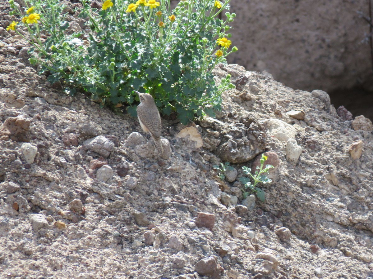 Rock Wren - ML214474491