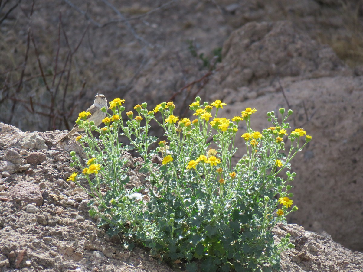 Rock Wren - ML214474511
