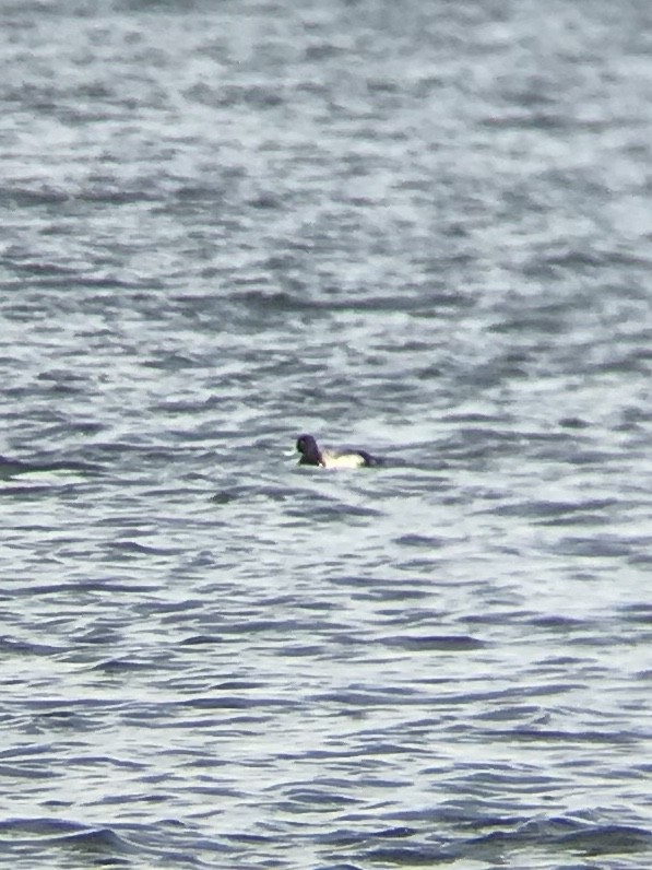 Lesser Scaup - ML214474671