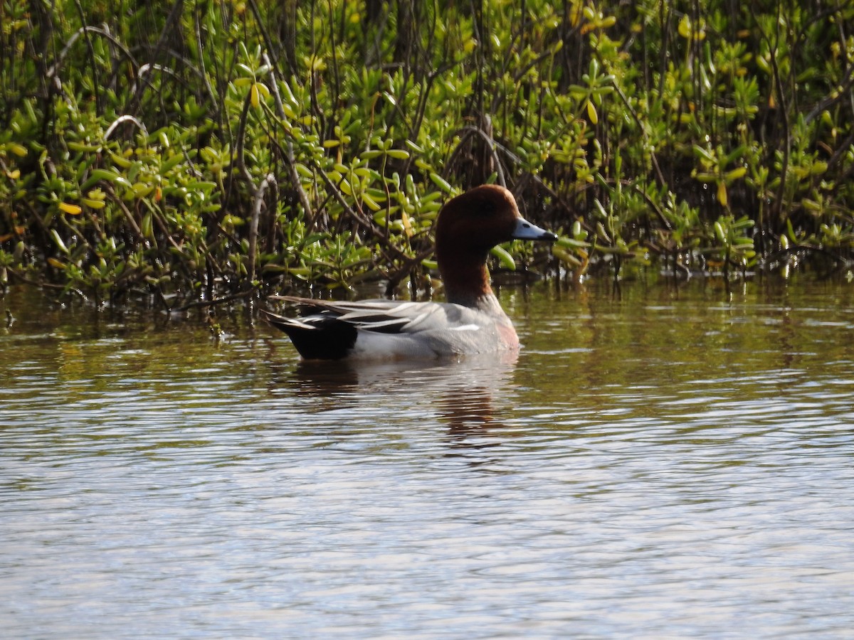 Eurasian Wigeon - ML214474691