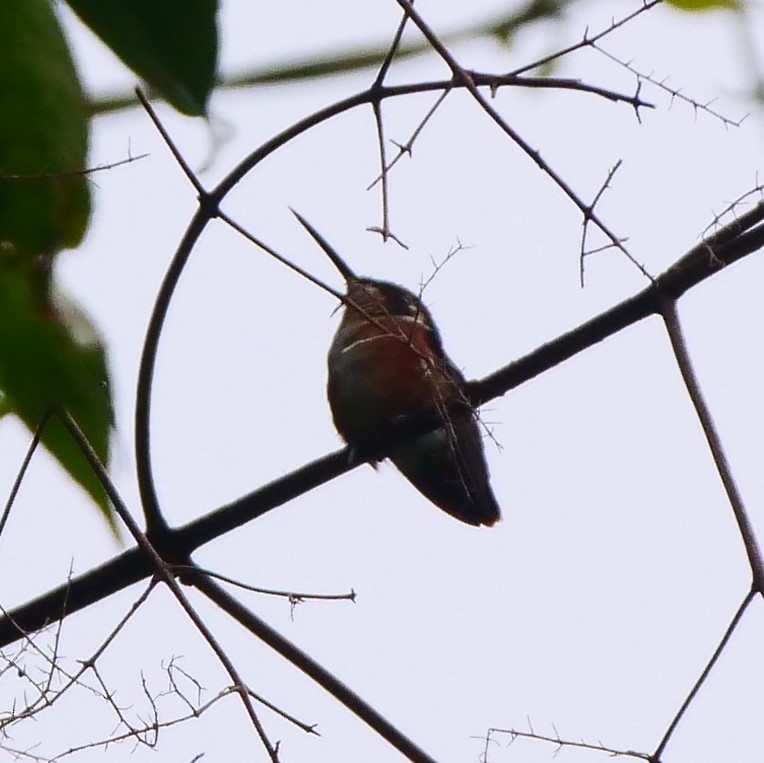 White-bellied Woodstar - ML214475681