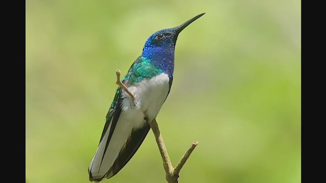 Colibrí Nuquiblanco - ML214475801