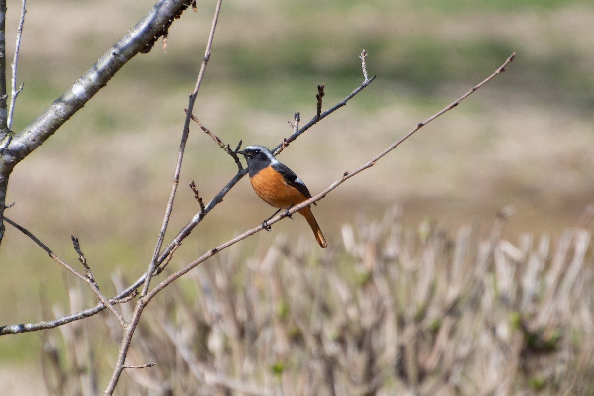 Daurian Redstart - ML214476301