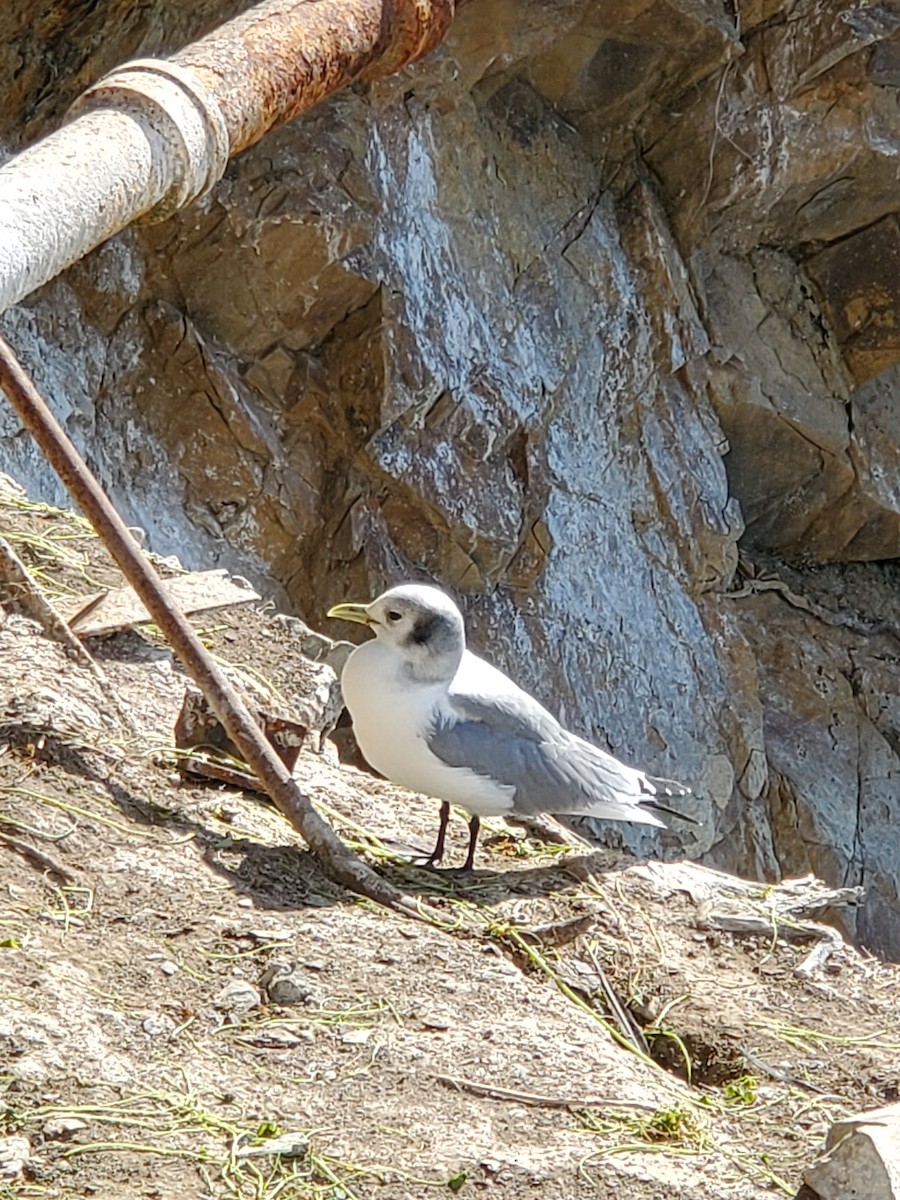 Black-legged Kittiwake - ML214476841