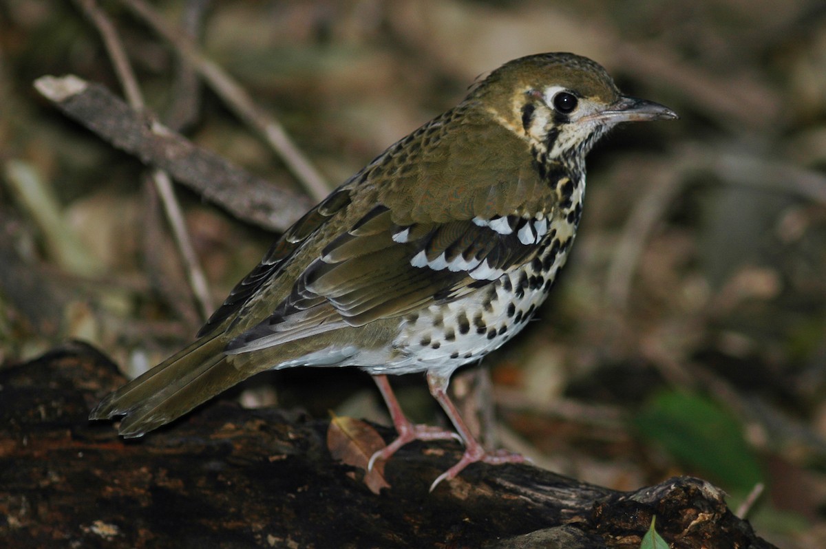 Zorzal Moteado (grupo guttata) - ML214476891