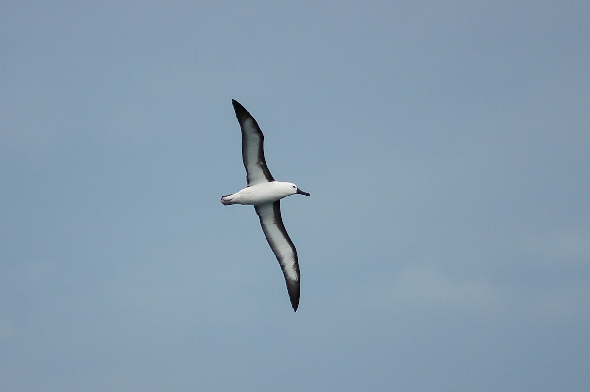 Indian Yellow-nosed Albatross - James Kennerley