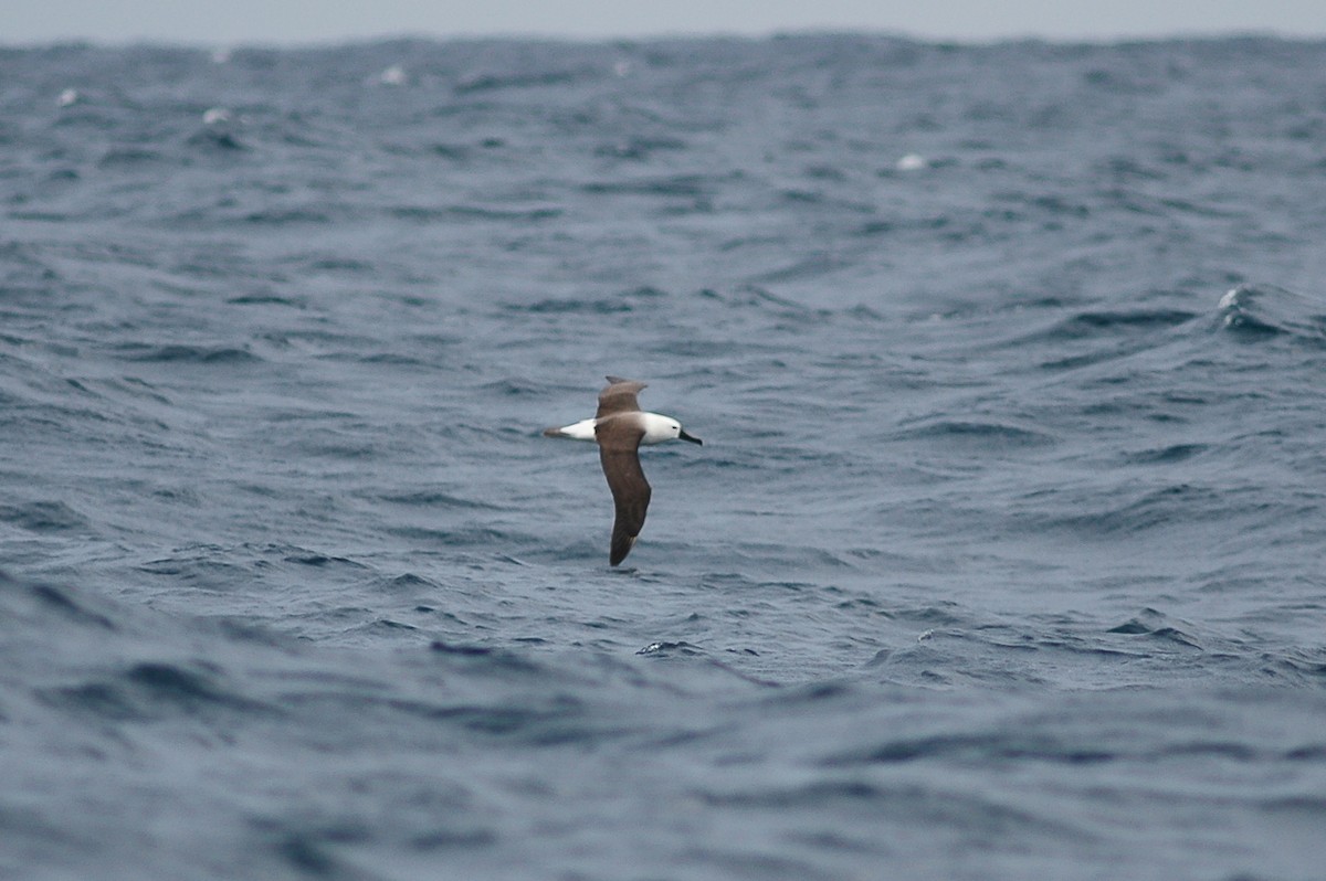 Indian Yellow-nosed Albatross - James Kennerley