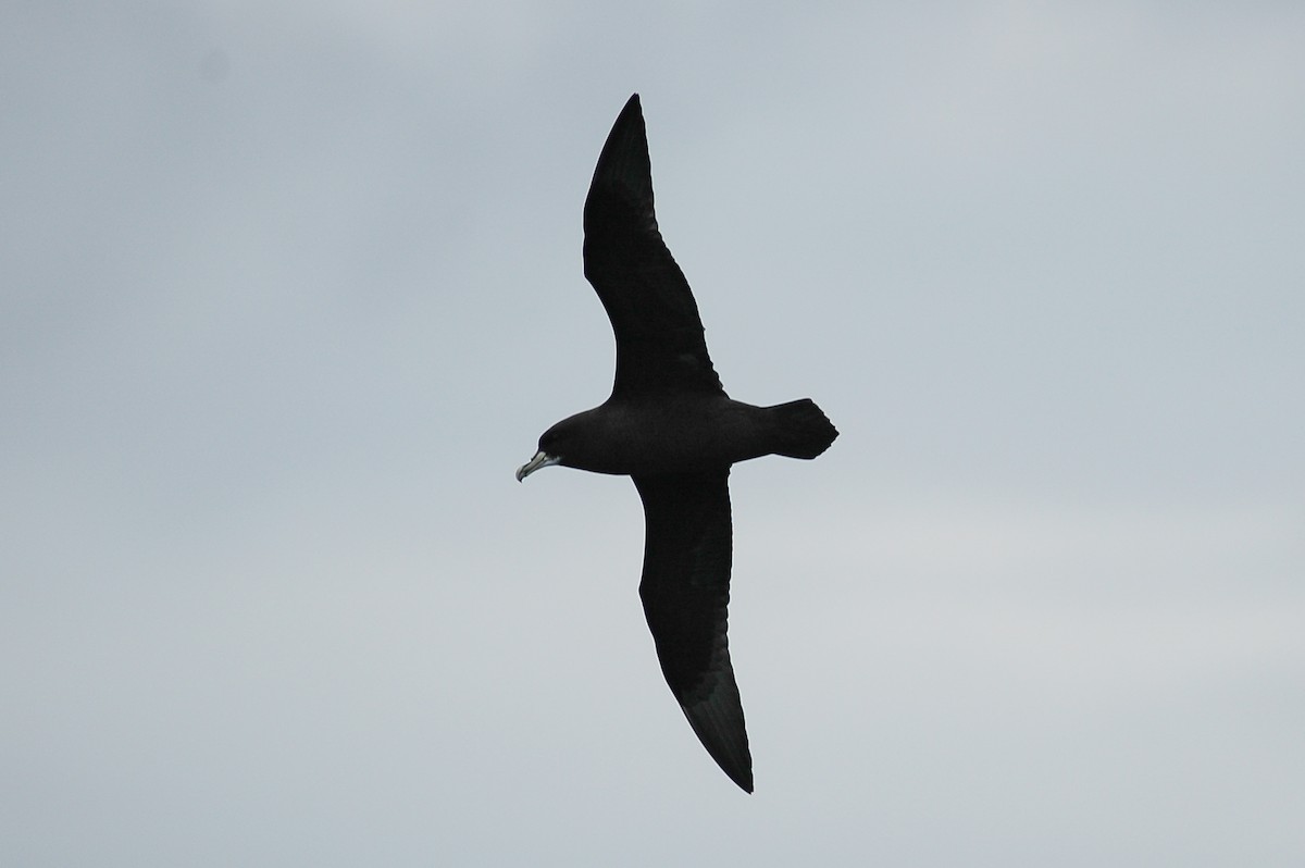 White-chinned Petrel - James Kennerley