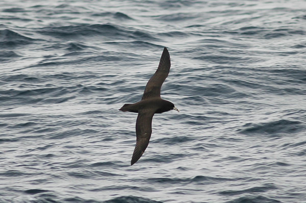 White-chinned Petrel - James Kennerley
