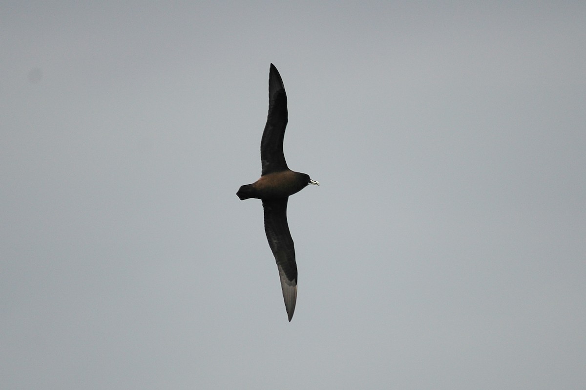 White-chinned Petrel - James Kennerley