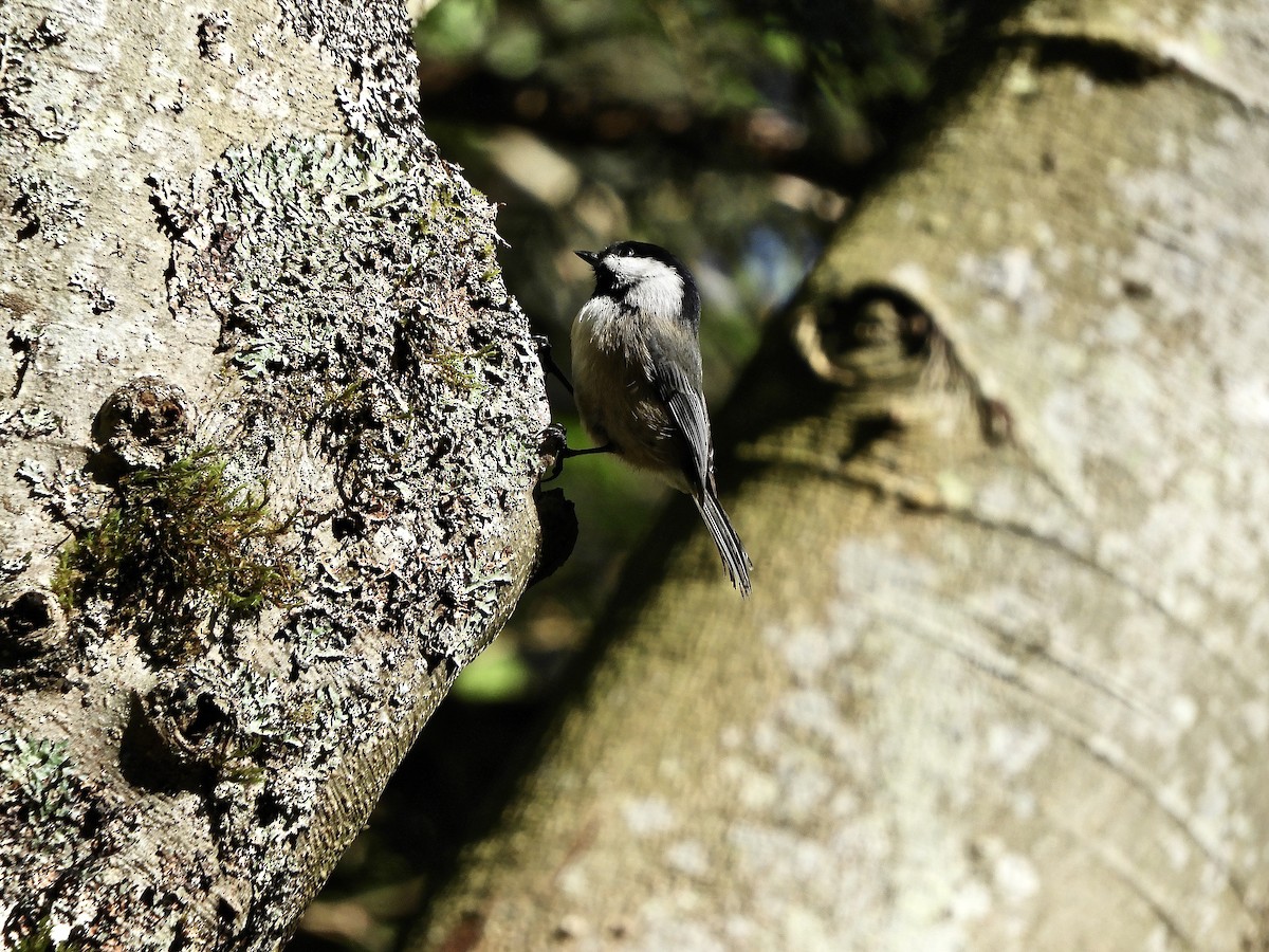 Black-capped Chickadee - ML214477831