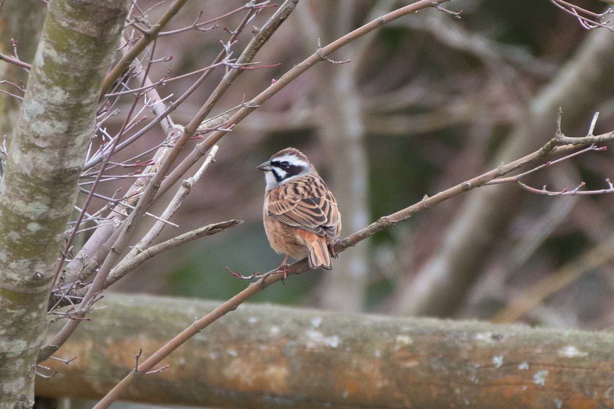 Meadow Bunting - ML214477981