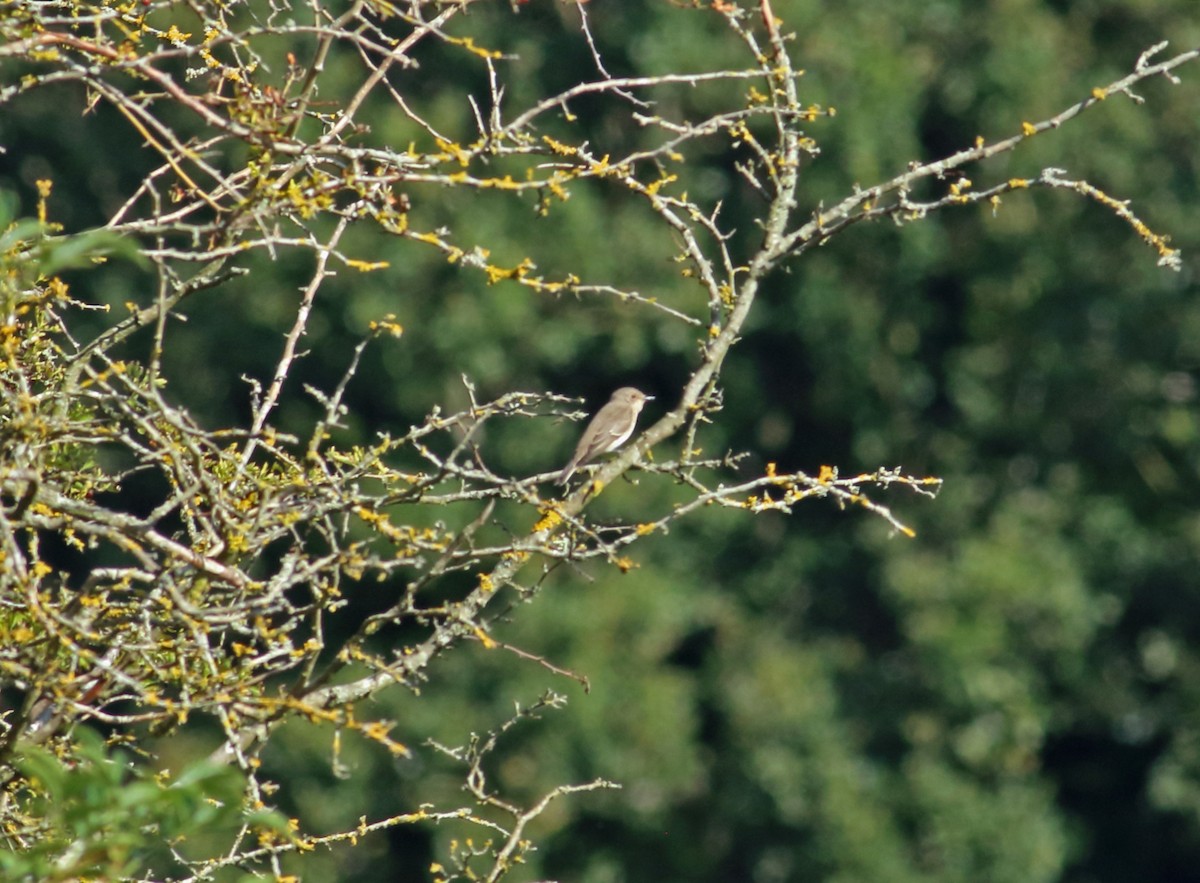 Spotted Flycatcher - ML214479841