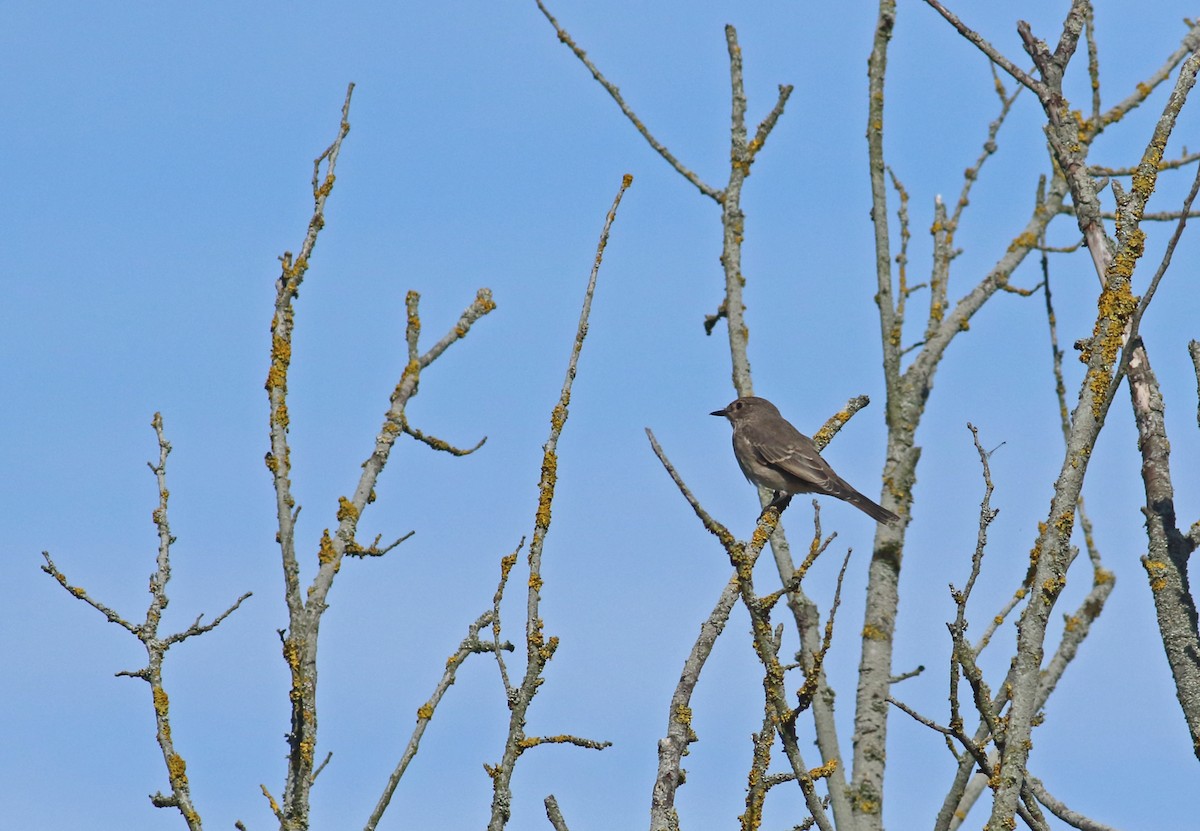 Spotted Flycatcher - ML214479911