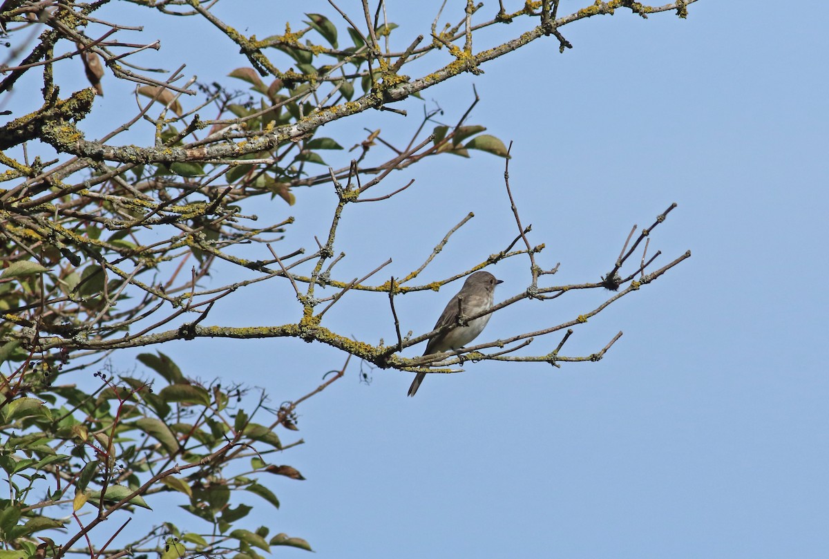 Spotted Flycatcher - Andrew Steele