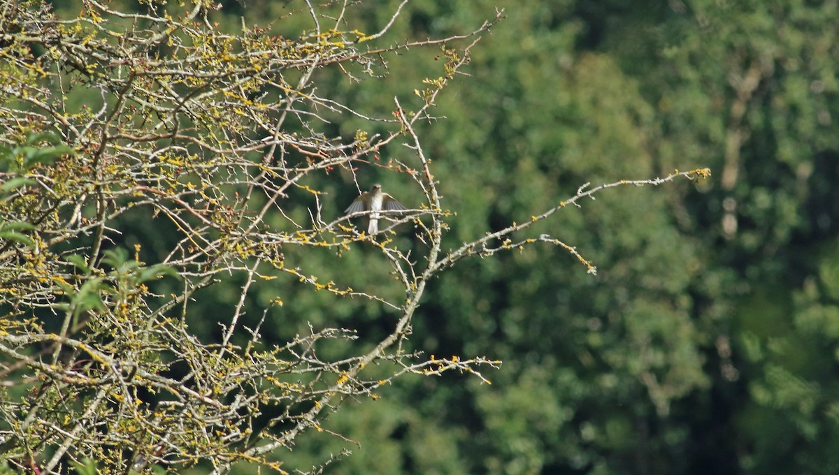 Spotted Flycatcher - ML214480171