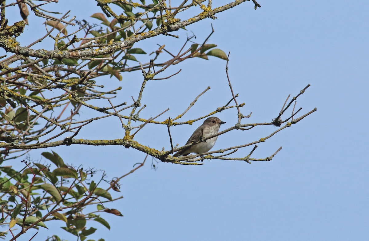 Spotted Flycatcher - ML214480251