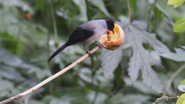 Black-headed Sibia - ML214481701