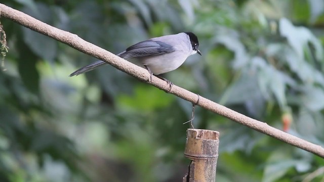 Black-headed Sibia - ML214482211