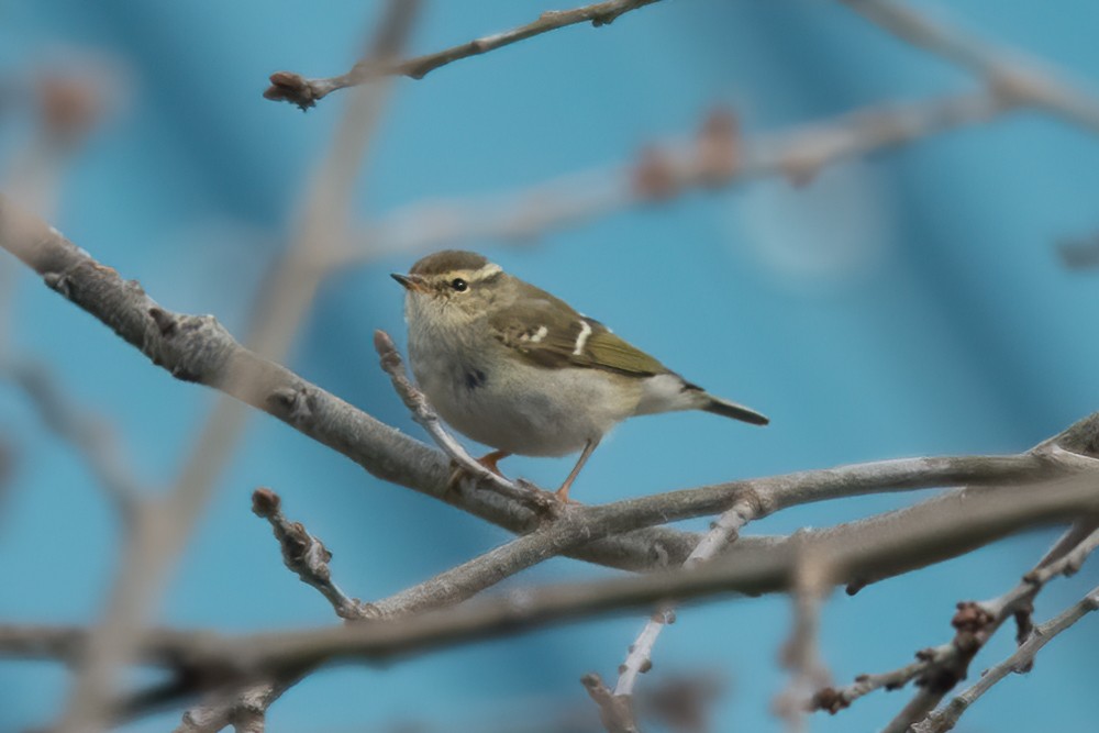 Yellow-browed Warbler - ML214483761