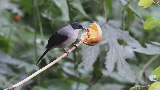 Black-headed Sibia - ML214484321