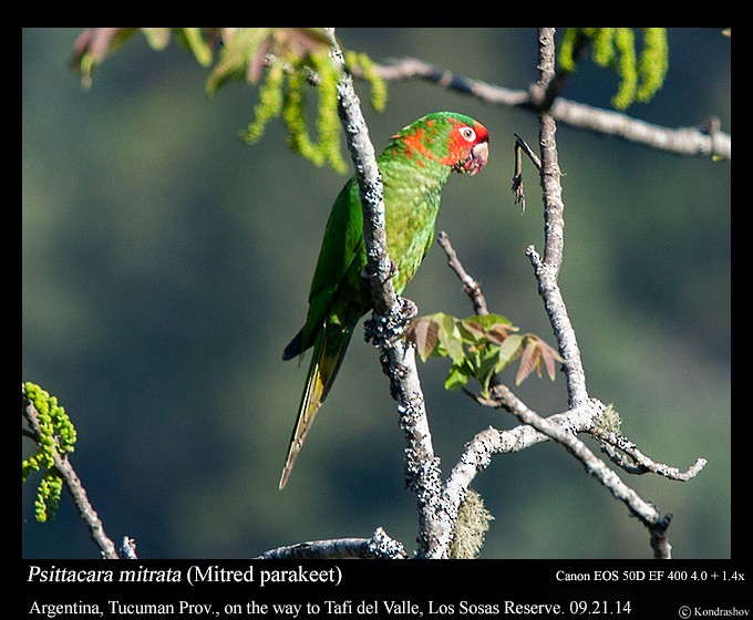 Mitred Parakeet (Mitred) - ML214485221