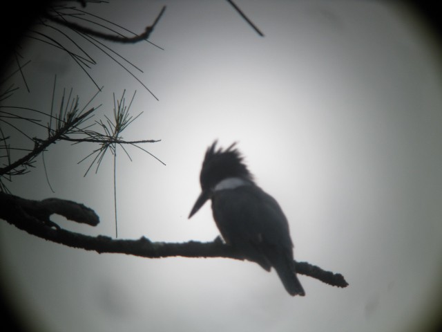 Belted Kingfisher - julie harris