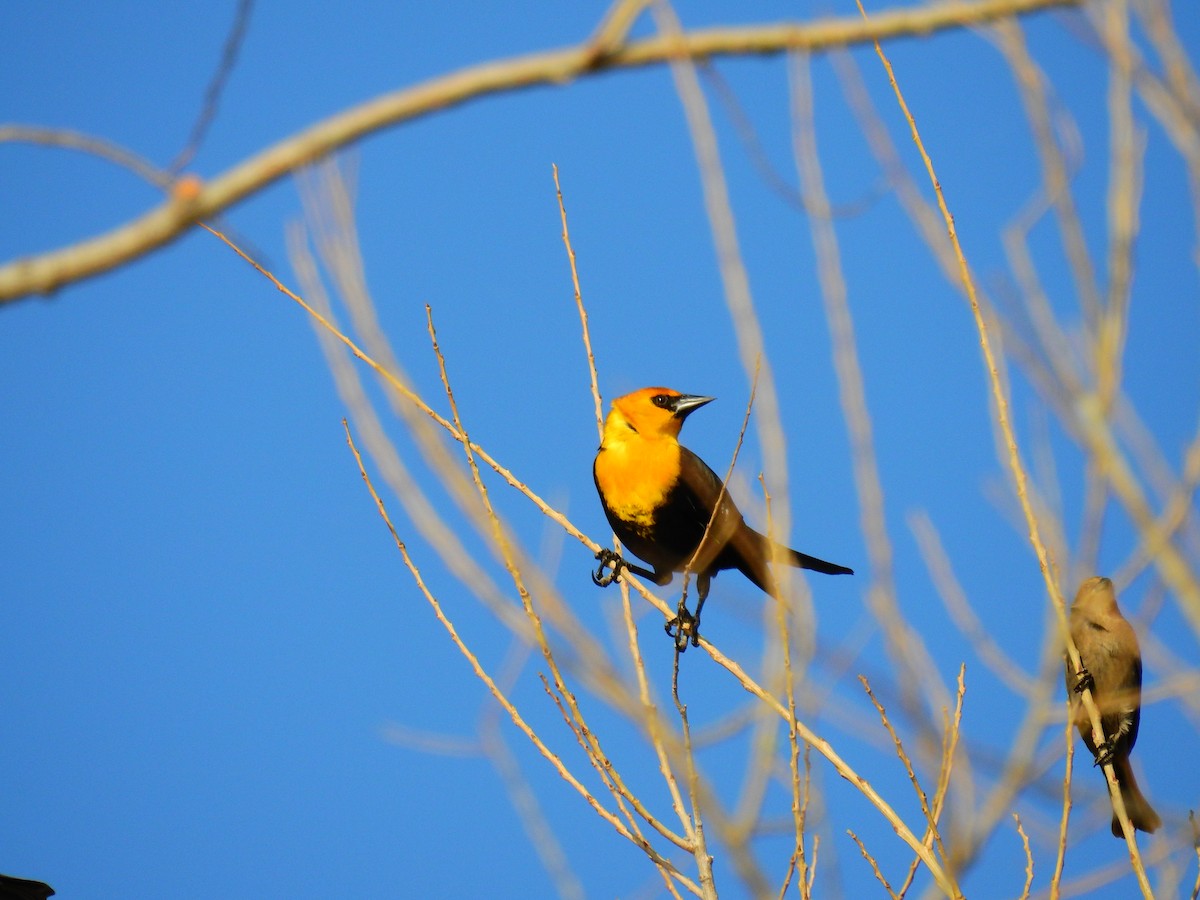 Yellow-headed Blackbird - ML214486281