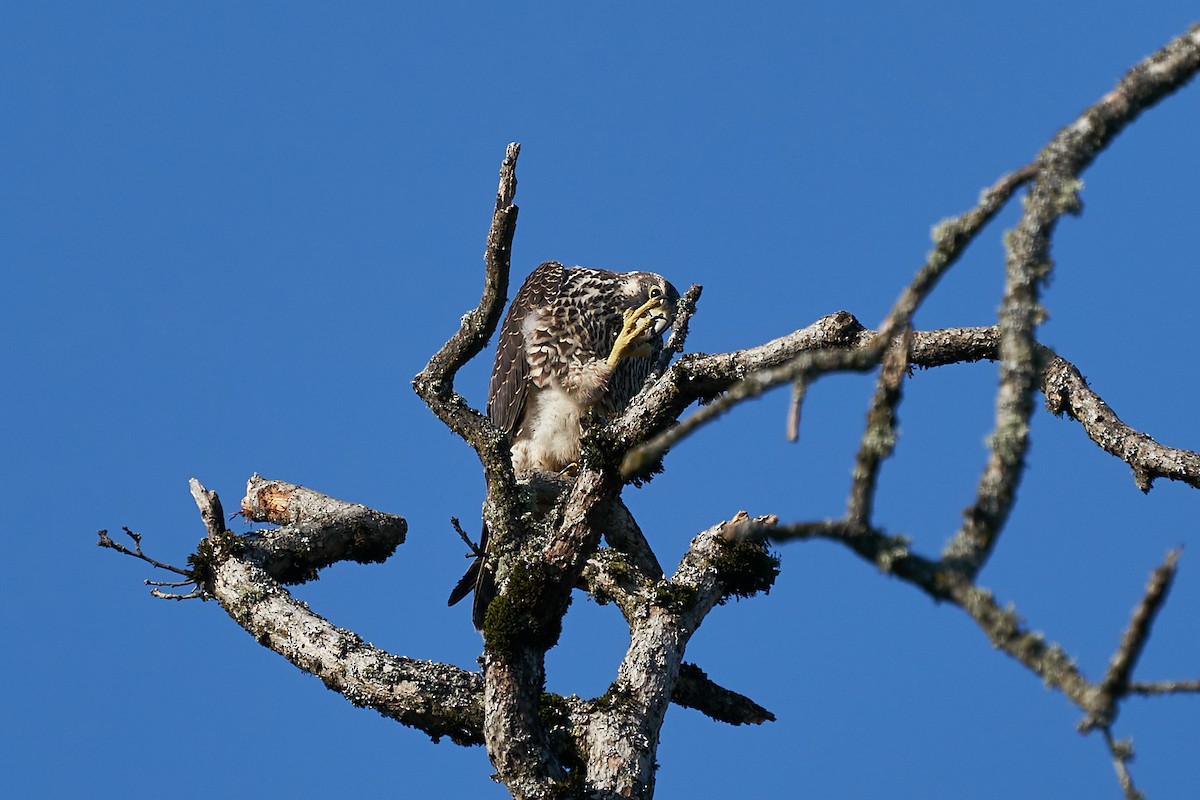 Peregrine Falcon - Jack Williamson